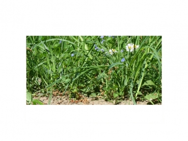 Photo Background - meadow - 40x20 - crosswise